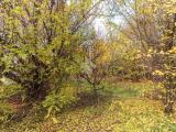 Particella, CIRIÈ, 20.000 €, 1700,00 mq