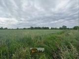 Particella, CARAVAGGIO, 69.000 €, 6720,00 mq