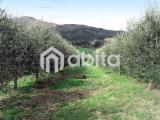 Particella, MONTEVARCHI, Moncioni, 30.000 €, 18000,00 mq