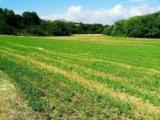 Particella, BADIA POLESINE, 12.000 €, 4000,00 mq