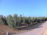 Particella, BIBBONA, 60.000 €, 5540,00 mq