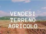 Particella, TAGLIO DI PO, <i>A richiesta</i>