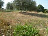Particella, CASTIGLIONE DEL LAGO, 52.000 €, 1570,00 mq
