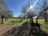 Particella, LORETO APRUTINO, 33.000 €, 740,00 mq