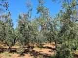 Particella, CECINA, 740.000 €