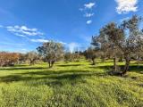 Particella, MONTESILVANO, 800.000 €, 20217,00 mq