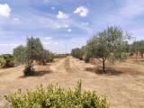 Particella, CALTAGIRONE, 28.000 €, 16065,00 mq