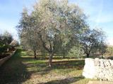 Particella, MARTINA FRANCA, 29.000 €, 13000,00 mq