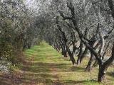 Particella, PRATO, 28.000 €, 5000,00 mq