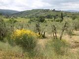 Particella, AREZZO, 17.000 €, 1920,00 mq