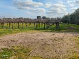 Particella, CORATO, 120.000 €, 10747,00 mq