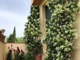 Affitto, Appartamento, BAGNO A RIPOLI, 1.800 €, 100,00 mq