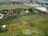 Particella, SERMONETA, 48.000 €, 10100,00 mq