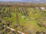 Particella, FONTE NUOVA, 17.000 €, 5320,00 mq