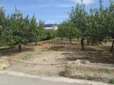 Particella, BAGHERIA, 10.000 €, 719,00 mq