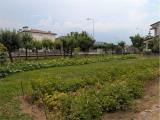 Particella, ISOLA VICENTINA, 150.000 €, 1003,00 mq