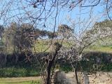 Particella, COLONNELLA, 80.000 €, 10000,00 mq