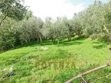 Particella, PESCIA, 10.000 €, 1940,00 mq