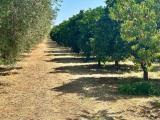 Particella, CASTELLANETA, 250.000 €, 45000,00 mq