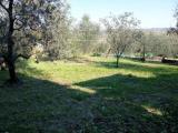 Particella, CASTELFIORENTINO, 65.000 €, 700,00 mq