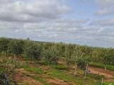 Particella, CASARANO, <i>A richiesta</i>