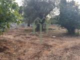 Particella, CAROVIGNO, 120.000 €, 7126,00 mq