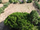 Particella, SIRACUSA, 300.000 €, 3800,00 mq