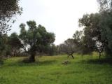 Particella, MOLA DI BARI, 36.000 €, 11780,00 mq