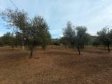 Particella, CASTAGNETO CARDUCCI, 72.000 €, 18700,00 mq