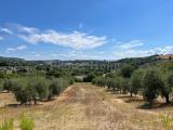Particella, AMELIA, 65.000 €, 8000,00 mq