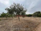 Particella, CASTELDACCIA, 35.000 €, 1800,00 mq