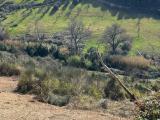 Particella, MENTANA, 12.000 €, 8000,00 mq