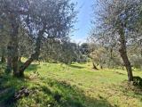 Particella, PECCIOLI, 18.000 €, 7440,00 mq