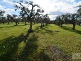 Particella, CEGLIE MESSAPICA, 20.000 €, 10445,00 mq
