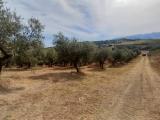 Particella, ALANNO, 15.000 €, 3310,00 mq