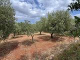 Particella, LOCOROTONDO, 15.000 €, 3191,00 mq