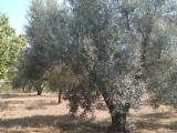 Particella, PITIGLIANO, 50.000 €, 20000,00 mq