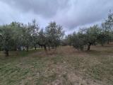 Particella, LORETO APRUTINO, 100.000 €, 3130,00 mq