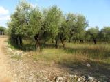 Particella, FORMIA, 50.000 €, 2920,00 mq