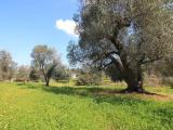 Particella, OSTUNI, 35.000 €, 30,00 mq