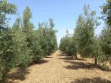 Particella, BIBBONA, 60.000 €, 5540,00 mq