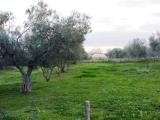 Particella, TUSCANIA, 55.000 €, 65,00 mq