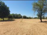 Particella, MONSUMMANO TERME, 40.000 €, 7355,00 mq