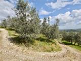 Particella, SUVERETO, 38.000 €, 11755,00 mq
