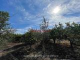 Particella, CAMPOFELICE DI ROCCELLA, 65.000 €, 8000,00 mq