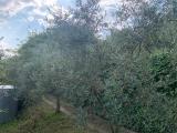 Particella, ROCCAVALDINA, <i>A richiesta</i>, 1500,00 mq