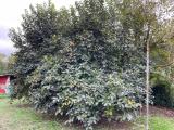 Particella, LIVORNO, 65.000 €, 2000,00 mq