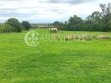 Particella, GROSSETO, 300.000 €, 772,00 mq
