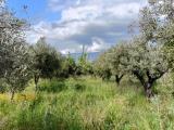 Particella, LAMEZIA TERME, 60.000 €, 2887,00 mq