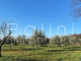 Particella, RODENGO - RODENECK, 140.000 €, 4590,00 mq